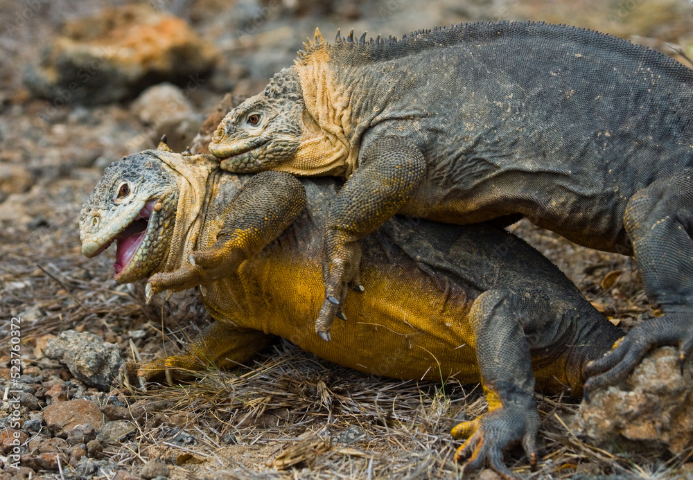 Obraz premium Two Galapagos land iguanas (Conolophus subcristatus) are fighting with each other. The Galapagos Islands. Pacific Ocean. Ecuador.