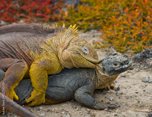 Two Galapagos land iguanas  Conolophus subcristatus  are making love. Galapagos Islands. Pacific Ocean. Ecuador.