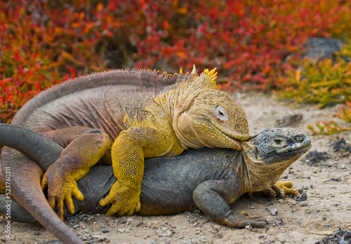 Two Galapagos land iguanas  Conolophus subcristatus  are making love. Galapagos Islands. Pacific Ocean. Ecuador.
