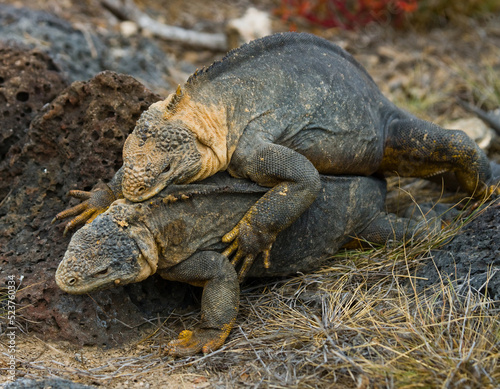 Two Galapagos land iguanas (Conolophus subcristatus) are fighting with each other. Galapagos Islands. Pacific Ocean. Ecuador.