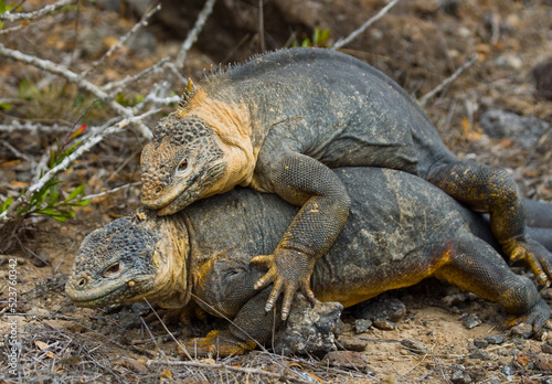 Two Galapagos land iguanas  Conolophus subcristatus  are fighting with each other. The Galapagos Islands. Pacific Ocean. Ecuador.