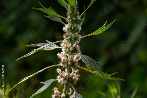 Leonurus cardiaca, known as motherwort. Other common names include throw-wort, lion's ear, and lion's tail. Medicinal plant. Grows in nature