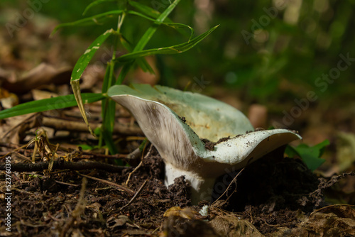 Lactarius vellereus or Lactarius piperatus is large white gilled and edible mushroom with a flat cap common in Europe and America photo