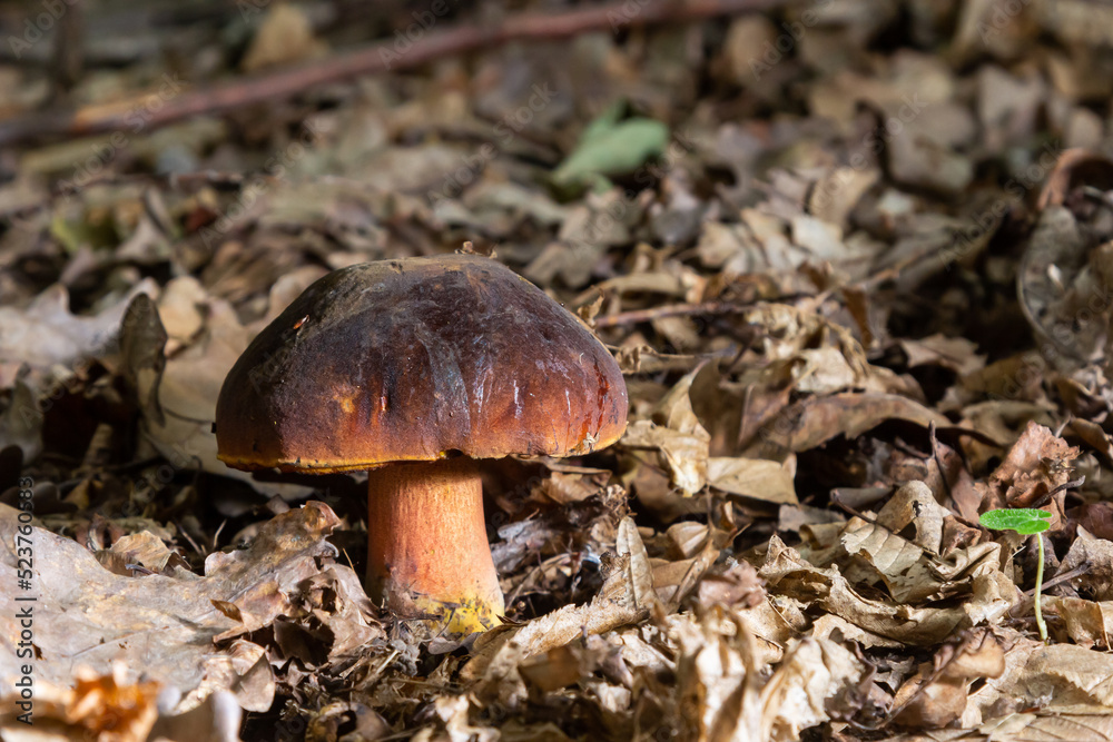 Boletus erythopus or Neoboletus luridiformis mushroom in the forest growing on green grass and wet ground natural in autumn season. Boletus luridiformis is edible mushroom after longer cooking Boletus erythopus or Neoboletus luridiformis mushroom in the forest growing on green grass and wet ground natural in autumn season. Boletus luridiformis is edible mushroom after longer cooking
