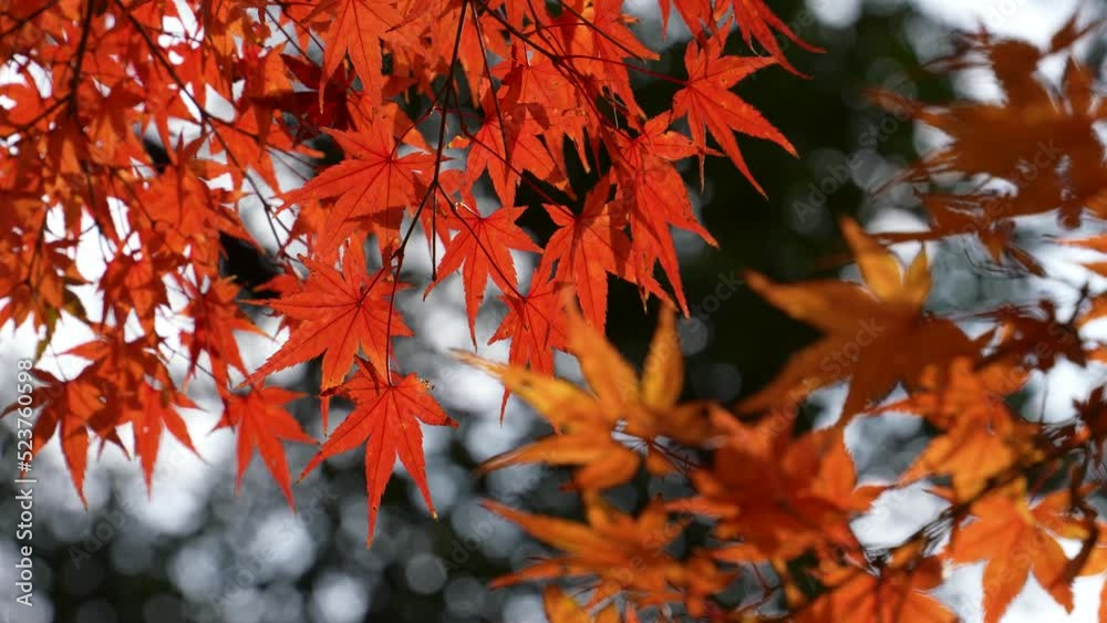 赤く色付いた紅葉を固定撮影した4K動画 赤く色付いた紅葉を固定撮影した4K動画