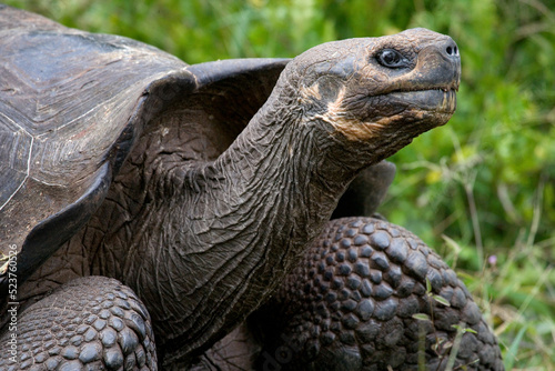 Portrait of giant tortoises (Chelonoidis elephantopus). Galapagos Islands. Pacific Ocean. Ecuador.