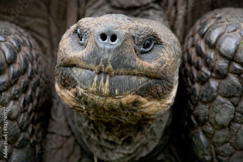Portrait of giant tortoises (Chelonoidis elephantopus). Galapagos Islands. Pacific Ocean. Ecuador.