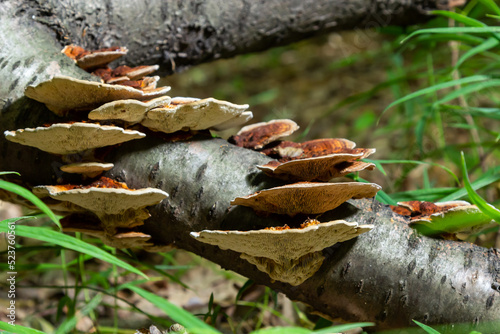 Anise mazegill, a brown rot fungus, Gloeophyllum odoratum photo