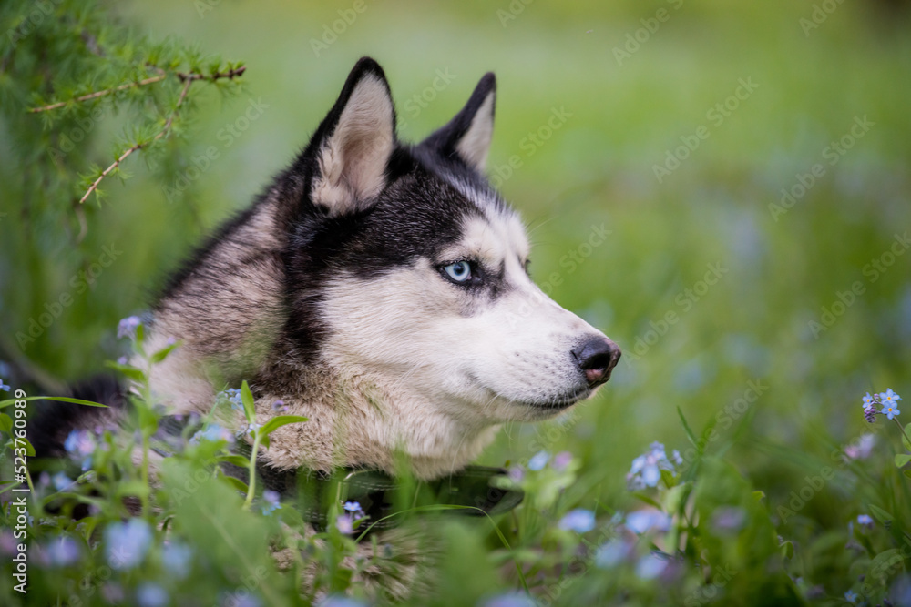 Obraz premium Portrait of a blue-eyed Siberian Husky looking seriously to the side among forget-me-nots.