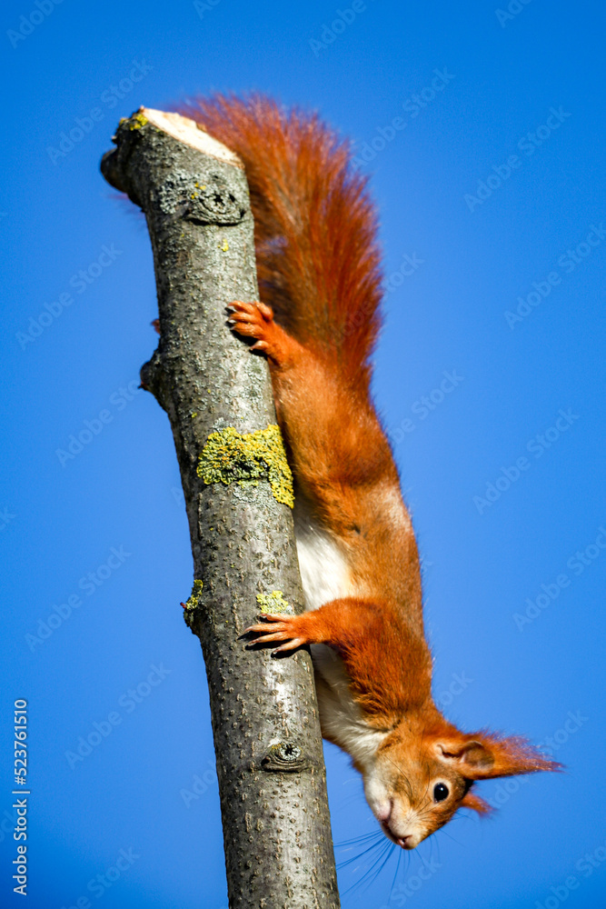 Red squirrel looking upside down from a tree Red squirrel looking upside down from a tree