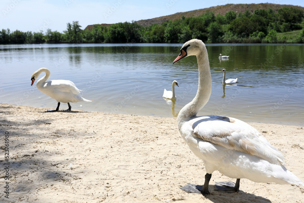 White swans on beach of pond White swans on beach of pond