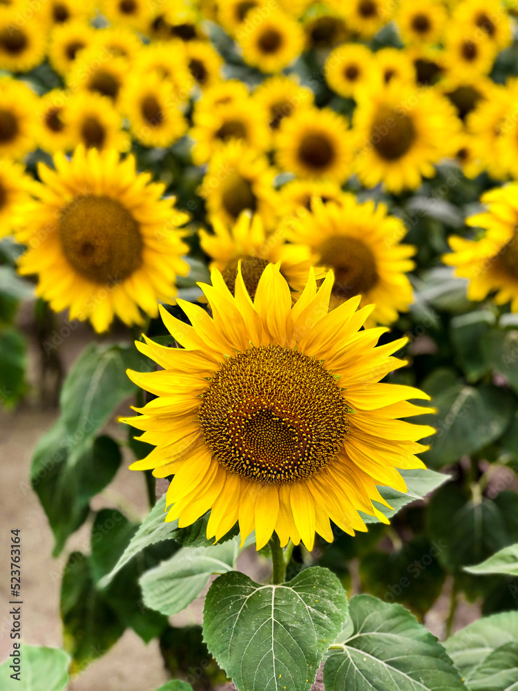 Close up of sunflower flower on field background. Oil production