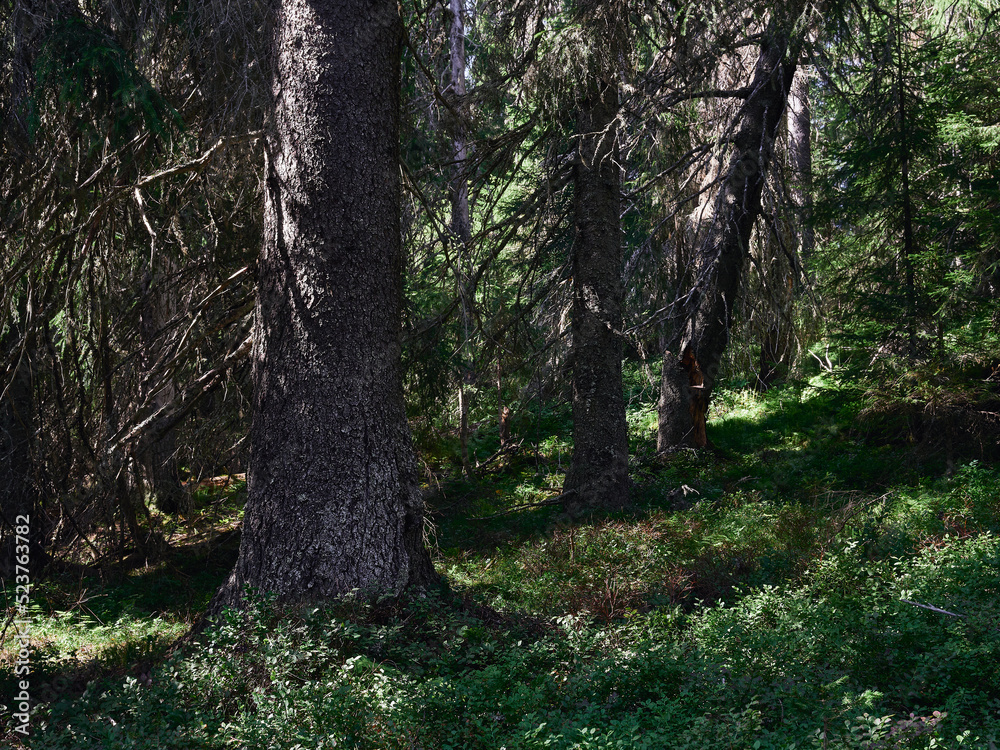 Forest interior from the Hemningsdalen Valley up in the Totenåsen Hills, Norway, a summer day. Forest interior from the Hemningsdalen Valley up in the Totenåsen Hills, Norway, a summer day.