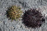 Sea urchin shells on grey volcanic rock