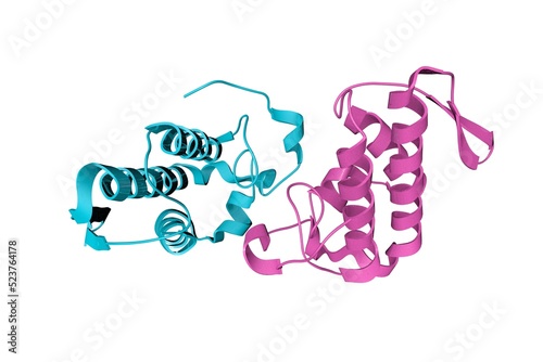 Myotoxin II from Bothrops moojeni co-crystallized with Varespladib. Crystal ctructure.. Rendering with differently colored protein chains based on protein data bank entry 6pwh. 3d illustration photo