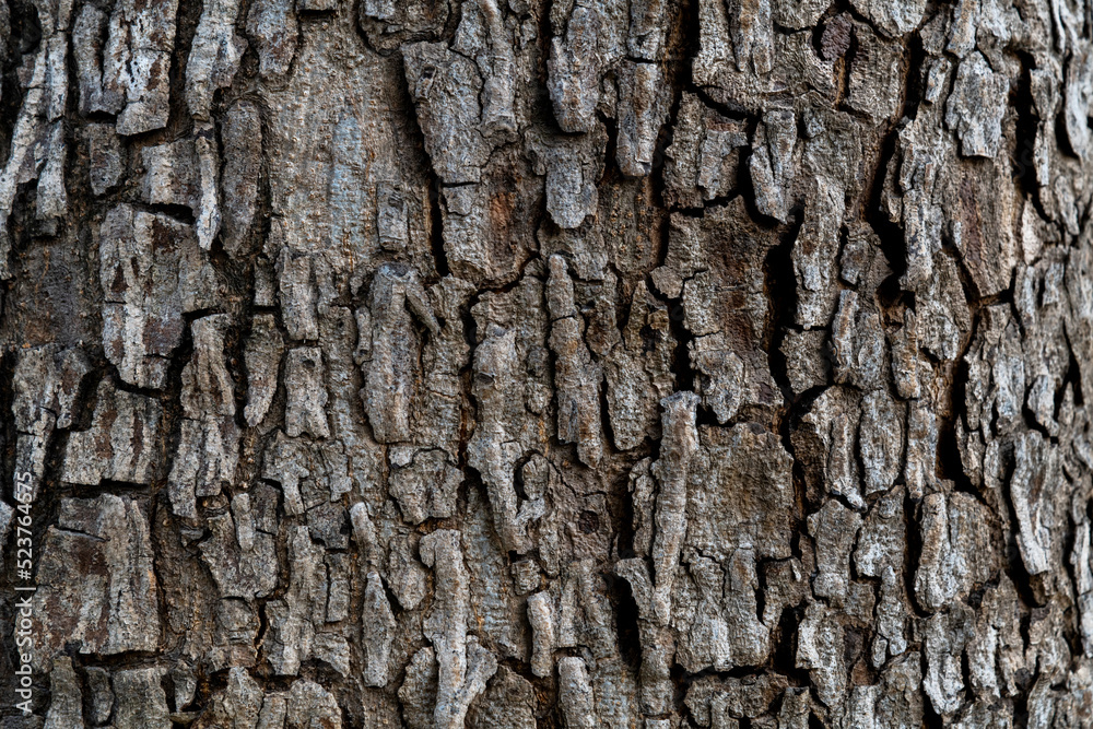 Background of tree bark texture