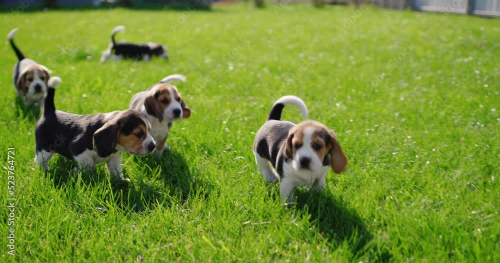 Happy little beagle puppies running on green grass Happy little beagle puppies running on green grass