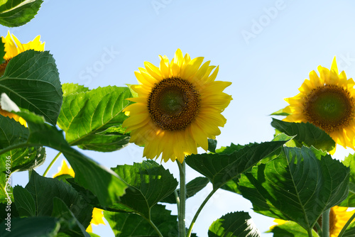 すこし遠慮がちな様子のヒマワリの花 photo