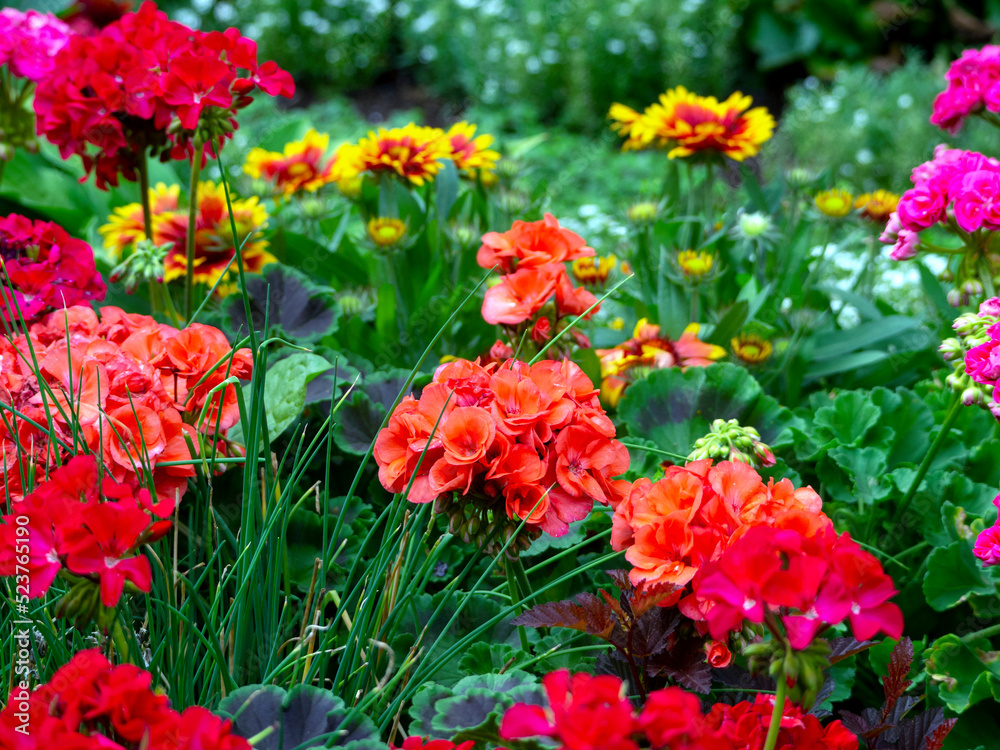 Red geranium flowers grow in a flower bed. Gaillardia and grass are visible in the background. Bright summer floral background.
