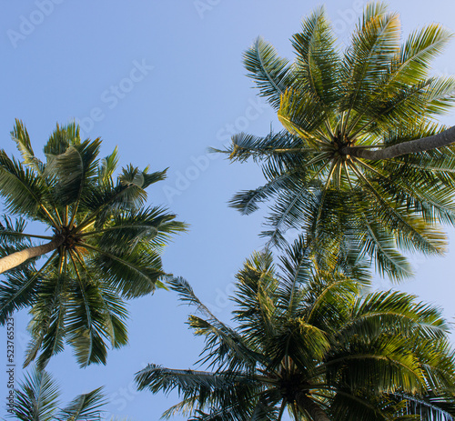 Tall palm trees growing on an exotic tropical island on background of bright blue sky. Copy space. Travel, vacation relax content