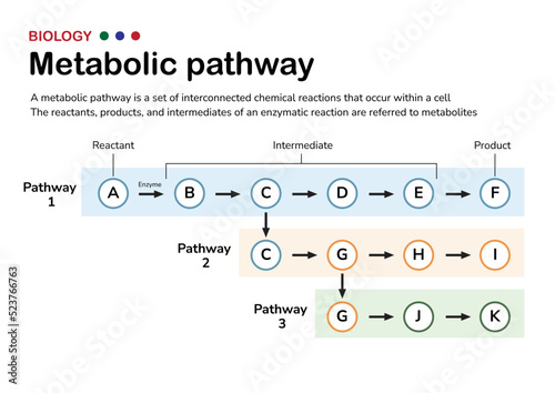 Scientific diagram illustrate the explanation and concept of metabolic pathway in cellular metabolism of living organism photo