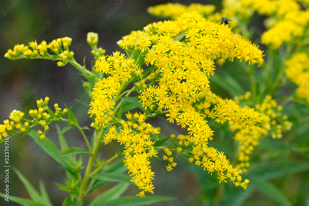 Solidago canadensis,  Canada goldenrod yellow flowers closeup selective focus