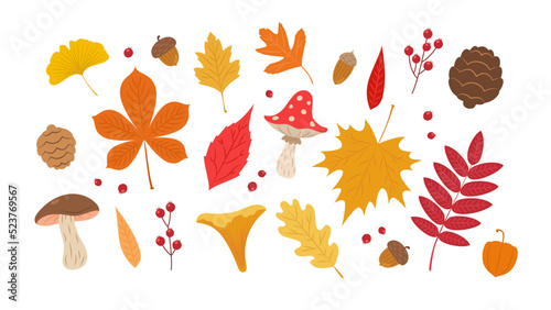 Autumn leaves set. Cute different leaves, mushrooms, berries and acorns. Fall seasonal elements vector illustration
