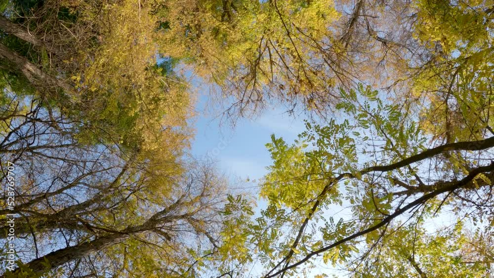 Bottom to top: View above a tree canopy on a windy autumn day. In the autumn season, the golden leaves of the trees are magnificent. Various tree leaves and branches full of colorful leaves in autumn. Bottom to top: View above a tree canopy on a windy autumn day. In the autumn season, the golden leaves of the trees are magnificent. Various tree leaves and branches full of colorful leaves in autumn.