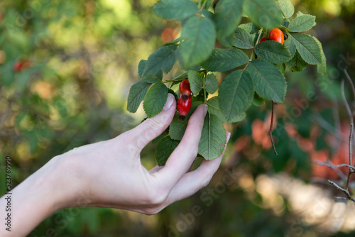 The hand reaches for the rose hip