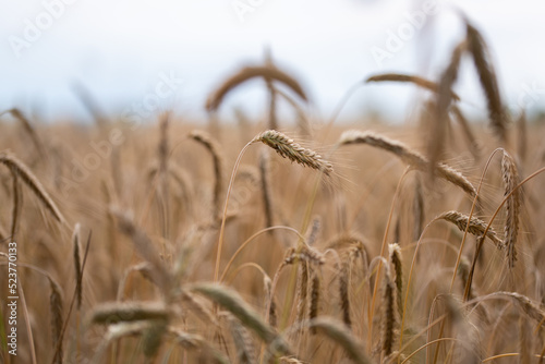 golden wheat field in summer rye ears seeds countryside