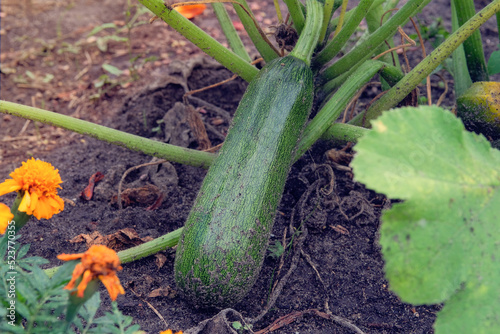 Green zucchini in farming and harvesting. Zucchini growing in the rustic garden. Growing vegetables at home.