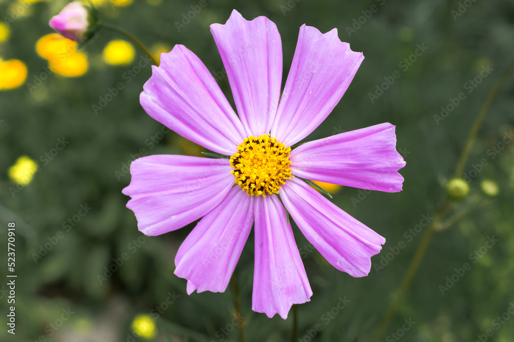 Obraz premium cosmos flowers..