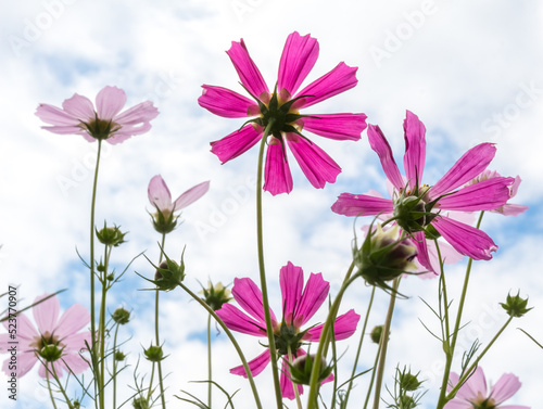 cosmos flowers..