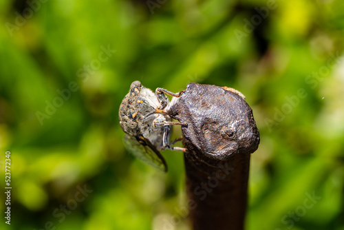 Common cicada sits on rusty metal rebar against blurred background of surrounding forest. Selective focus. Close-up. Rigid wings are folded along body. Eyes close-up. Insect in wild.