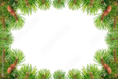 Frame of green Christmas tree branches isolated on white background.
