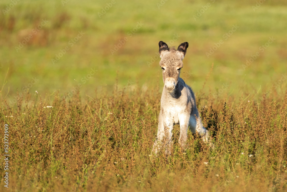 Cute grey baby donkey on the pasture