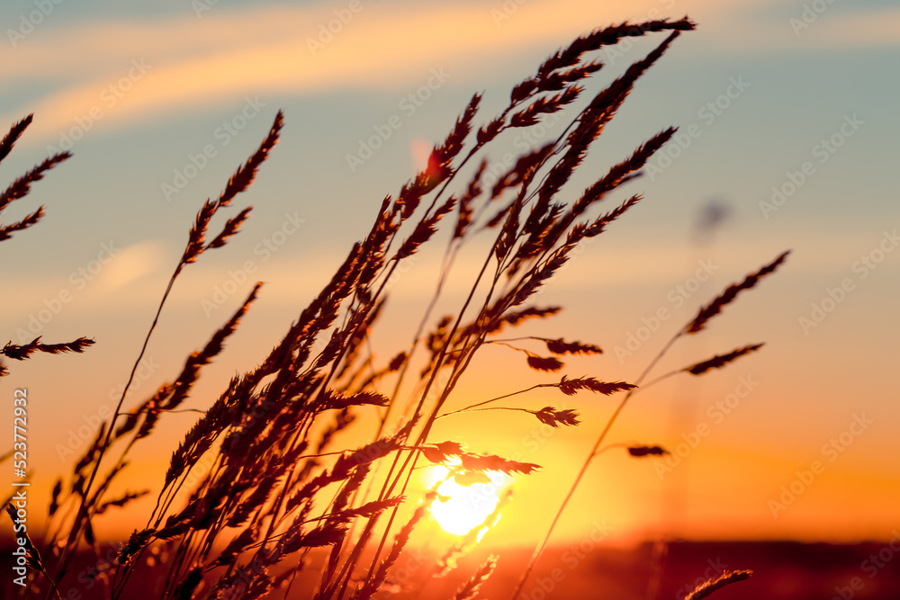 Grass at sunset Grass at sunset