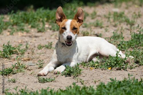 Cute jack russell terrier dog is lying on the ground