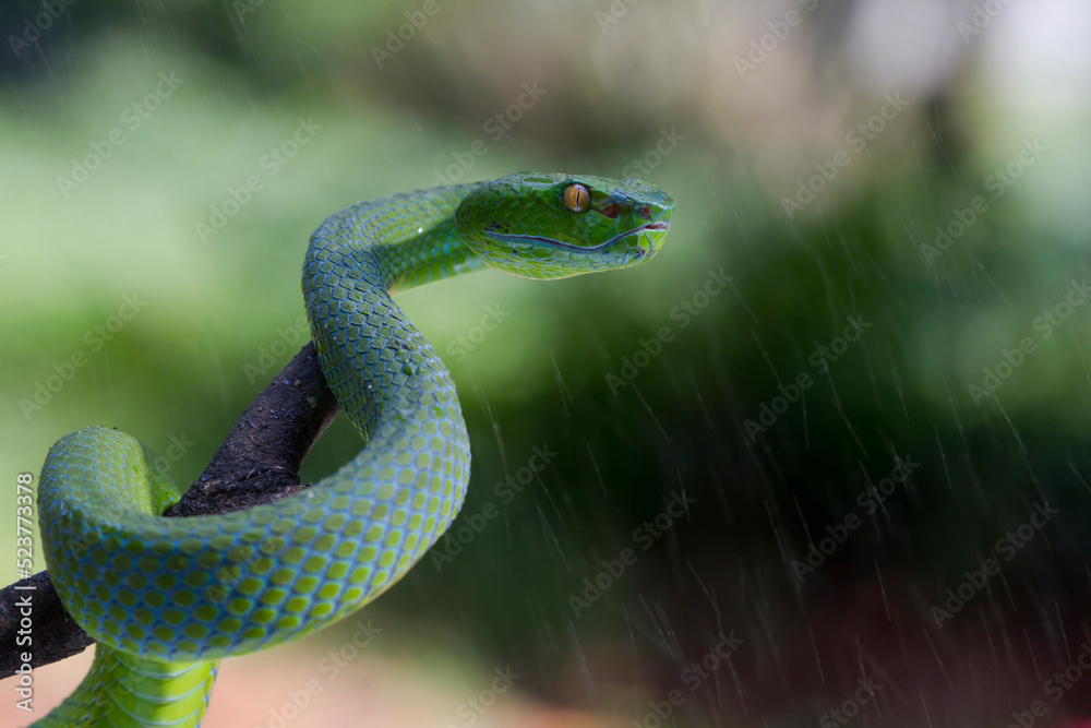 Fototapeta premium Green pit vipers or Asian pit vipers, green snake on branch with natural background 