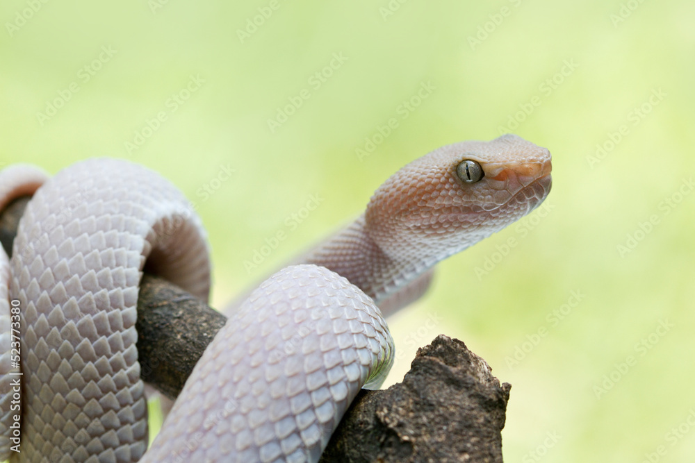 Fototapeta premium Mangrove pit viper (Trimeresurus purpureomaculatus)