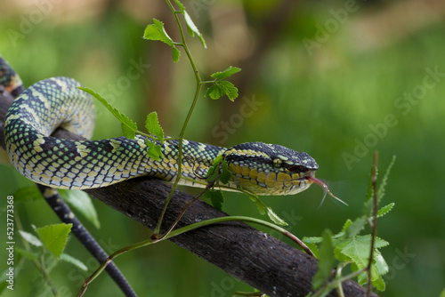 Tropidolaemus wagleri snake closeup on branch