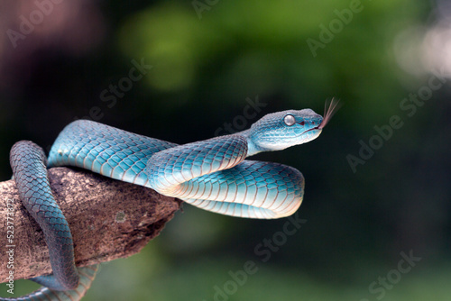 Blue viper snake on branch, viper snake, blue insularis, Trimeresurus Insularis