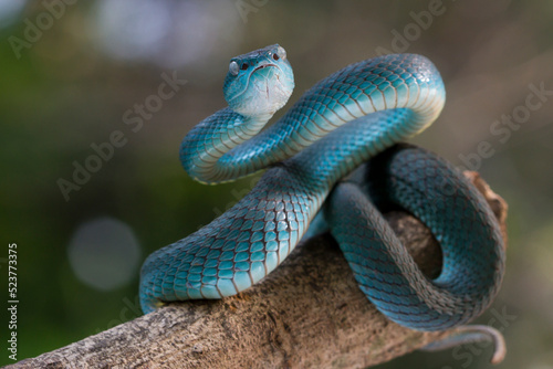 Blue viper snake on branch, viper snake, blue insularis, Trimeresurus Insularis © halimqdn