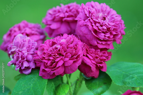 Pink rose flowers in close up