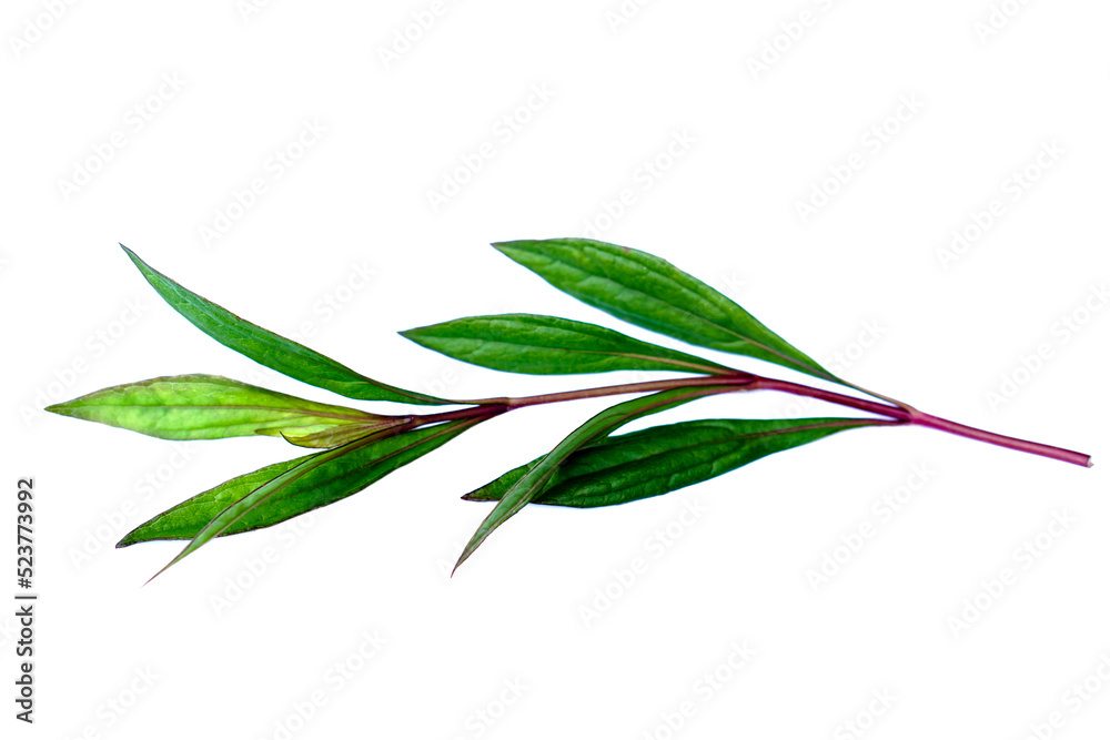 Eupatorium fortunei Turcz, leaves and stem. Thai herbal plant isolated on white background. Concept :  Thai herbal plant that has medicinal properties . Medicine from nature vegetables.      