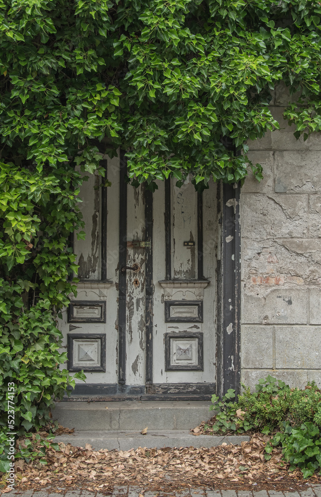 Elegant gray white front door with brass knocker of an ivy overgrown house