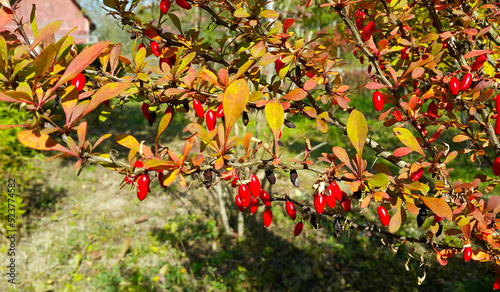 Red berries of barberry on a bush branch close-up