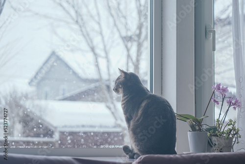 冬の窓辺に座る猫