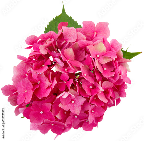 inflorescence of pink hydrangea isolated on transparent background with white
