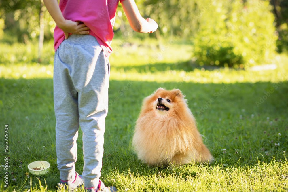 Kid with dog obedience. Little girl holding treats, snack food, giving ...
